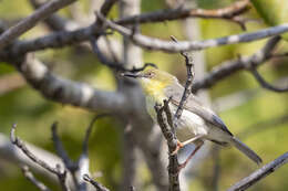 Image of Green-capped Eremomela