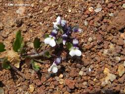 Pombalia parviflora (Mutis ex L. fil.) Paula-Souza resmi