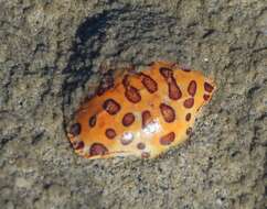 Image of Calico Crab