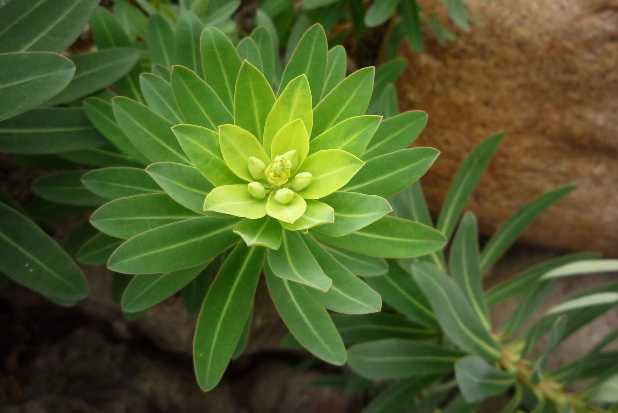 Слика од Euphorbia jolkinii Boiss.