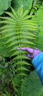 Image of Glaphyropteridopsis erubescens (Wall. ex Hook.) Ching