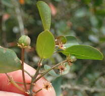 Image of Clutia pulchella var. pulchella