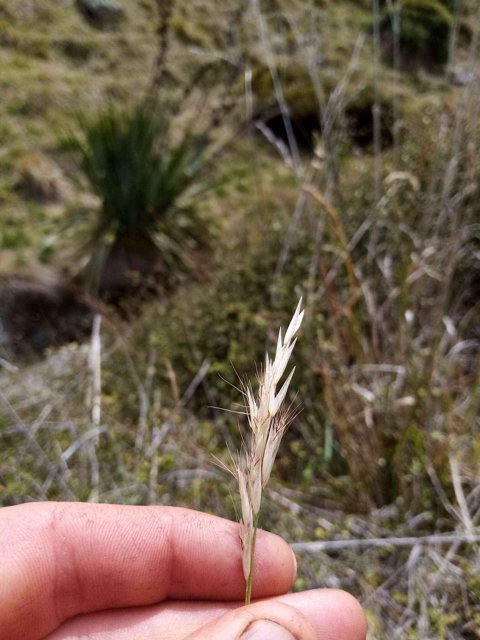 Image of Rytidosperma clavatum (Zotov) Connor & Edgar