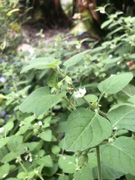 Image of Hairy Nightshade