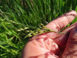 Слика од Juncus dudleyi Wiegand