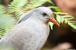 Image de Rhynochetidae