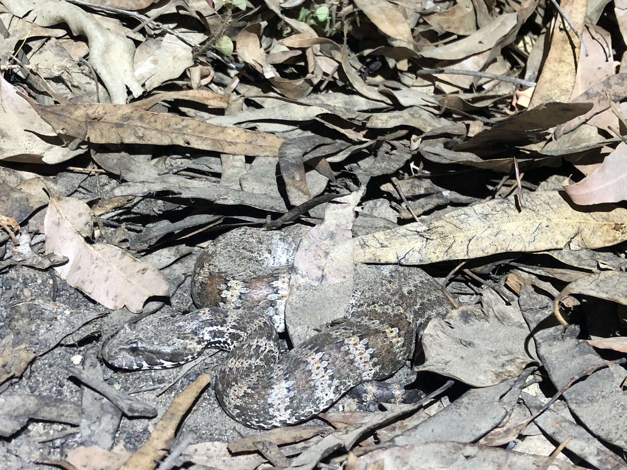 Image of Northern death adder