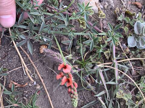 Слика од Indigofera complanata Spreng.