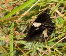 Image of Pedaliodes phaedra Hewitson 1870