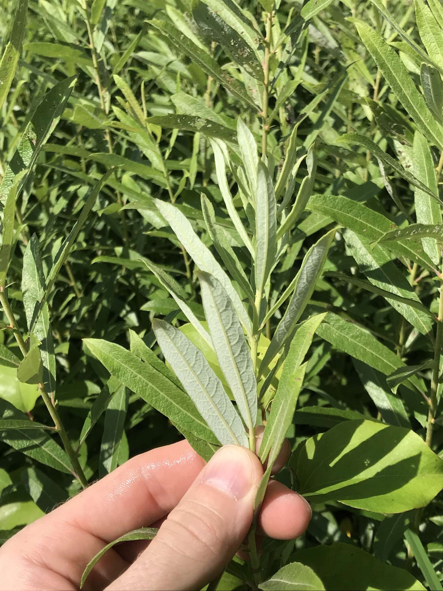 Image of prairie willow