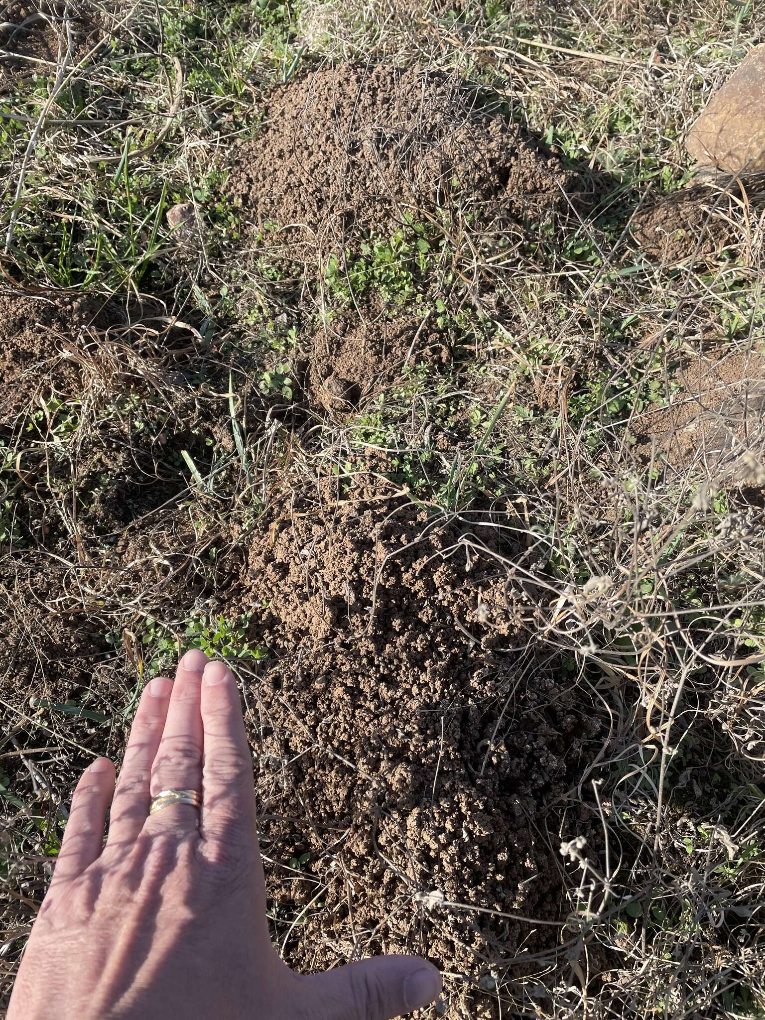 Image of Central Texas Pocket Gopher