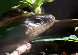 Image of Southern Prairie Skink