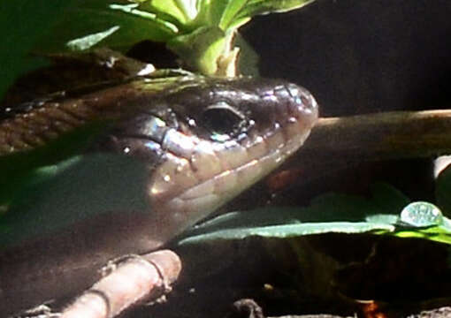 Image of Southern Prairie Skink