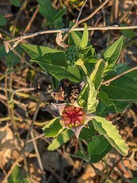 Image of Wright's false mallow