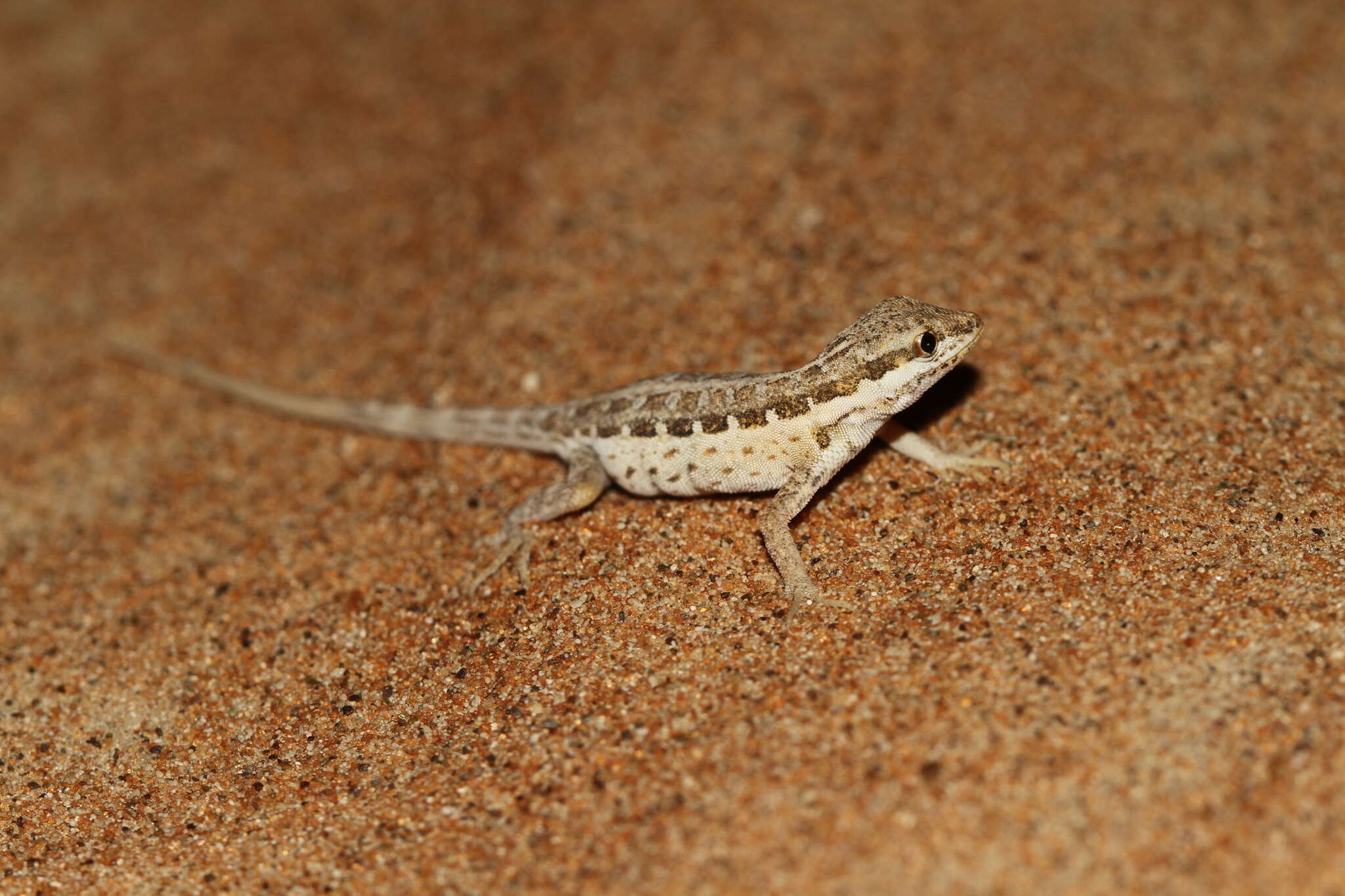 Image of Arnold's Rock Gecko