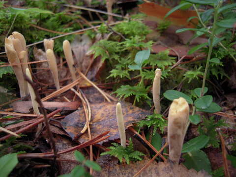 صورة Clavariadelphus ligula (Schaeff.) Donk 1933