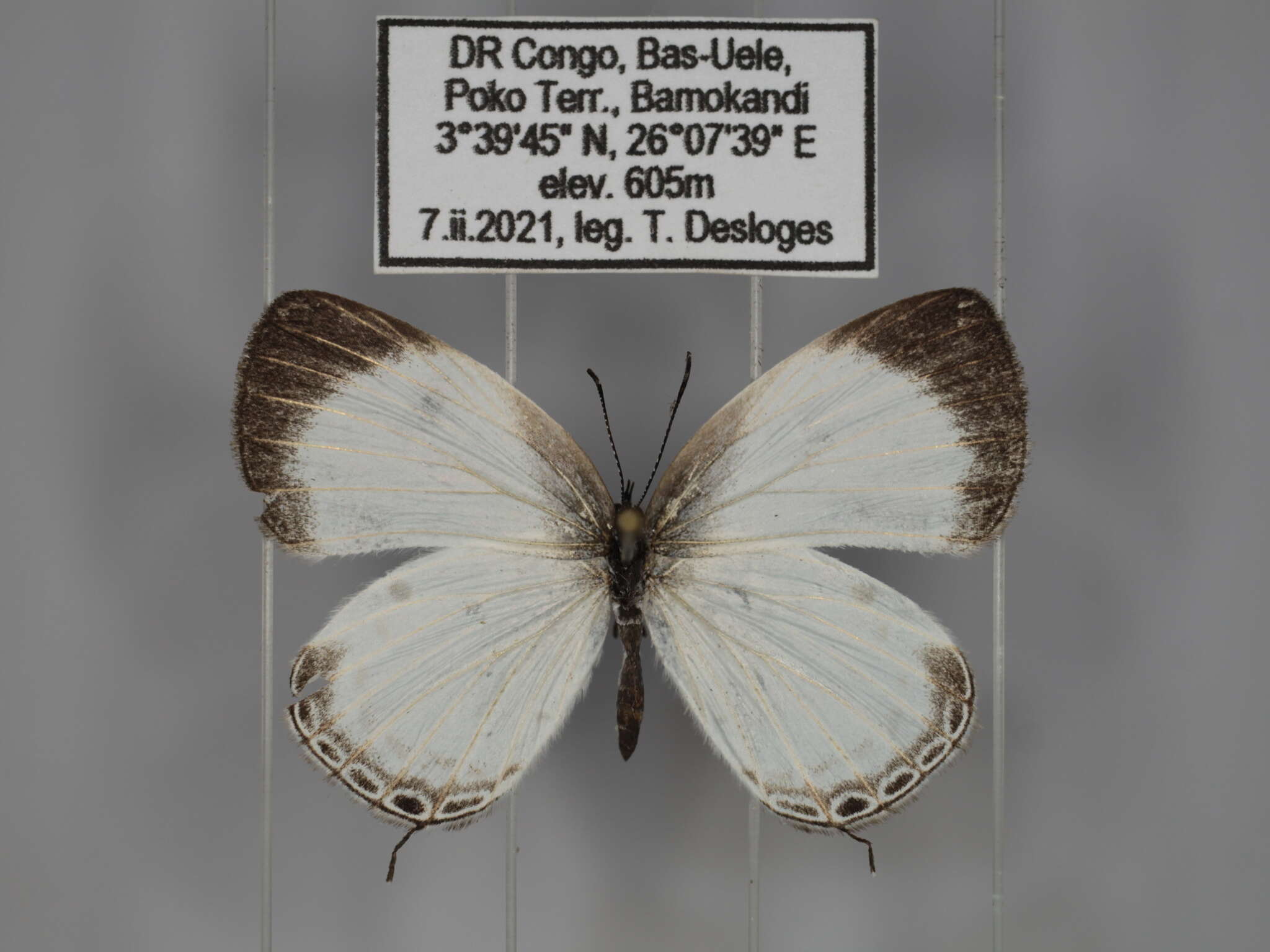 Image of Oboronia pseudopunctatus (Strand 1912)