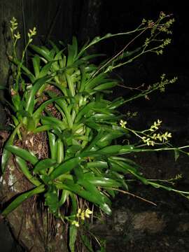 Image of Catopsis morreniana Mez