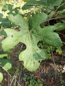 Image of long grape