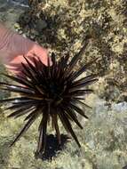 Image of Red pencil urchin