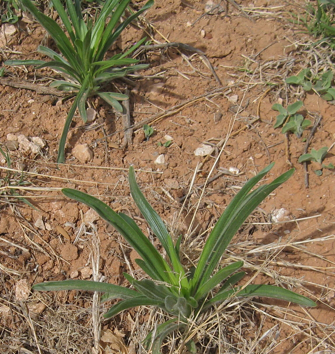 Image of Wright's plantain