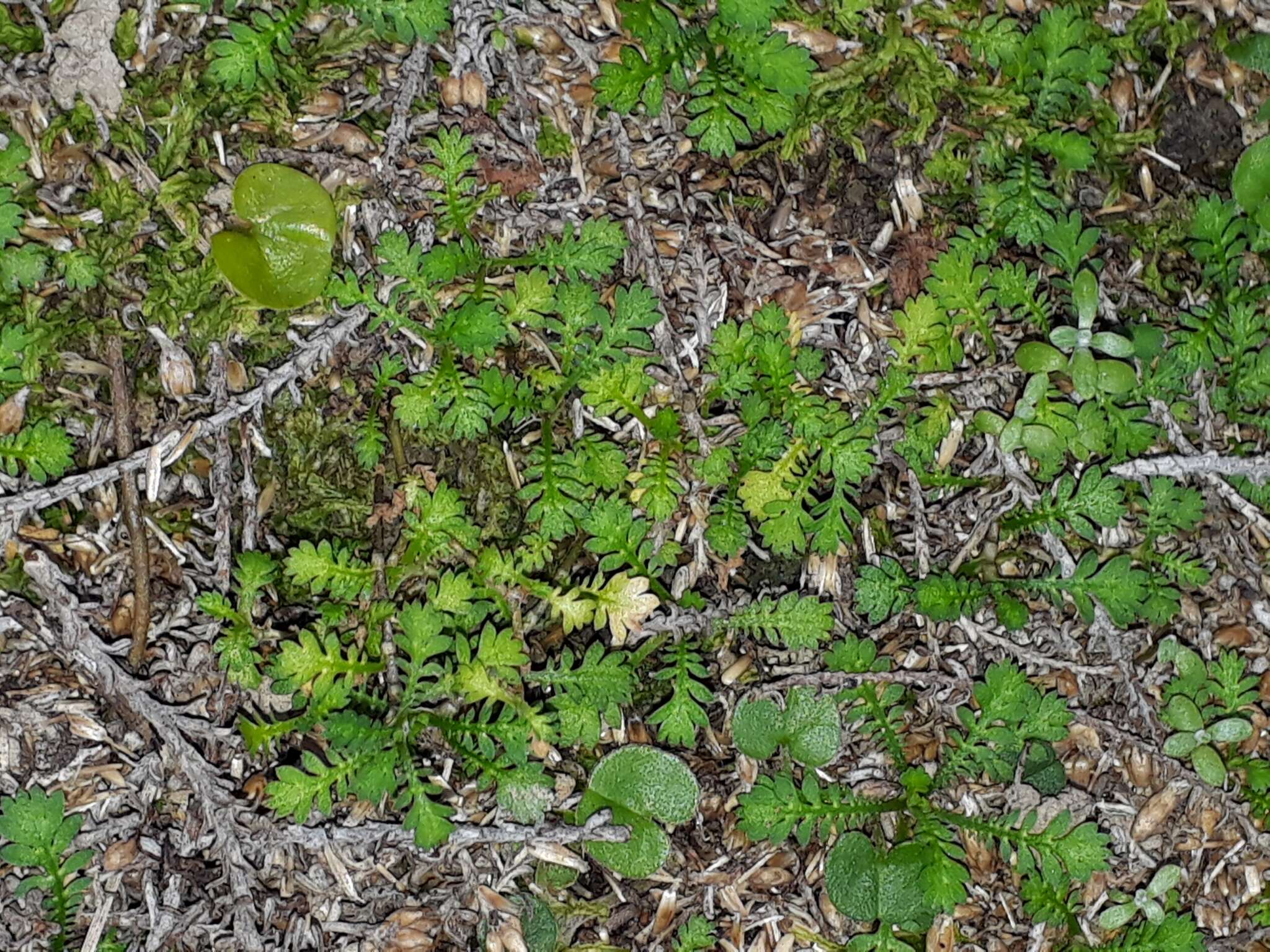 Image of Leptinella nana (D. Lloyd) D. G. Lloyd & C. J. Webb