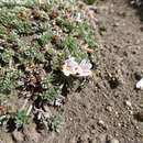 Image of Geranium ecuadoriense Hieron.