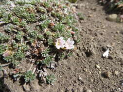 Image of Geranium ecuadoriense Hieron.