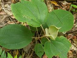 Image of Miconia argentea (Sw.) DC.