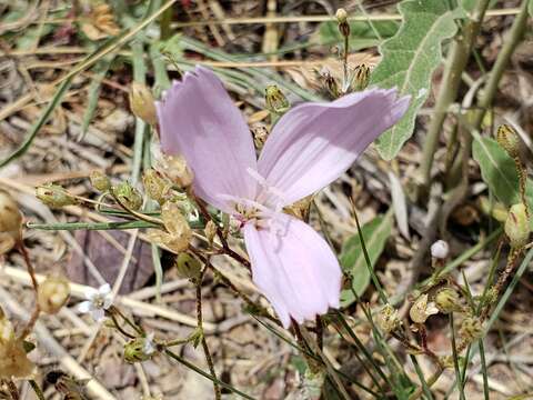 Image de Lygodesmia grandiflora (Nutt.) Torr. & A. Gray