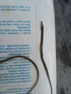 Image of Straightnose Pipefish