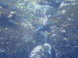 Image of Blue and gold snapper