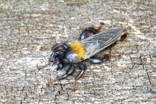 Image of Laphria ephippium (Fabricius 1781)