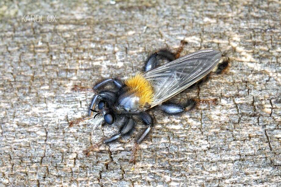 Image of Laphria ephippium (Fabricius 1781)