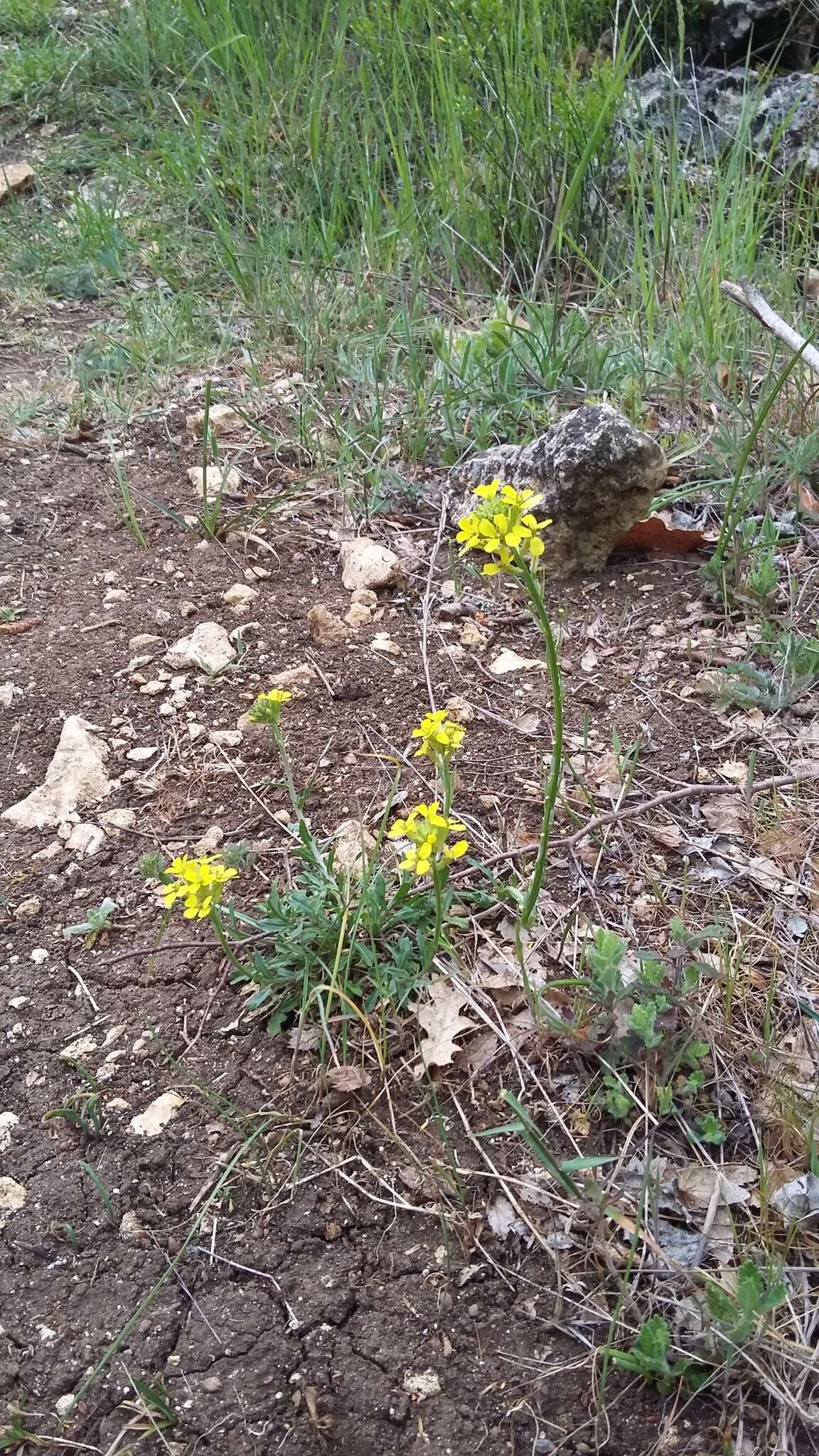 Слика од Erysimum cuspidatum (M. Bieb.) DC.