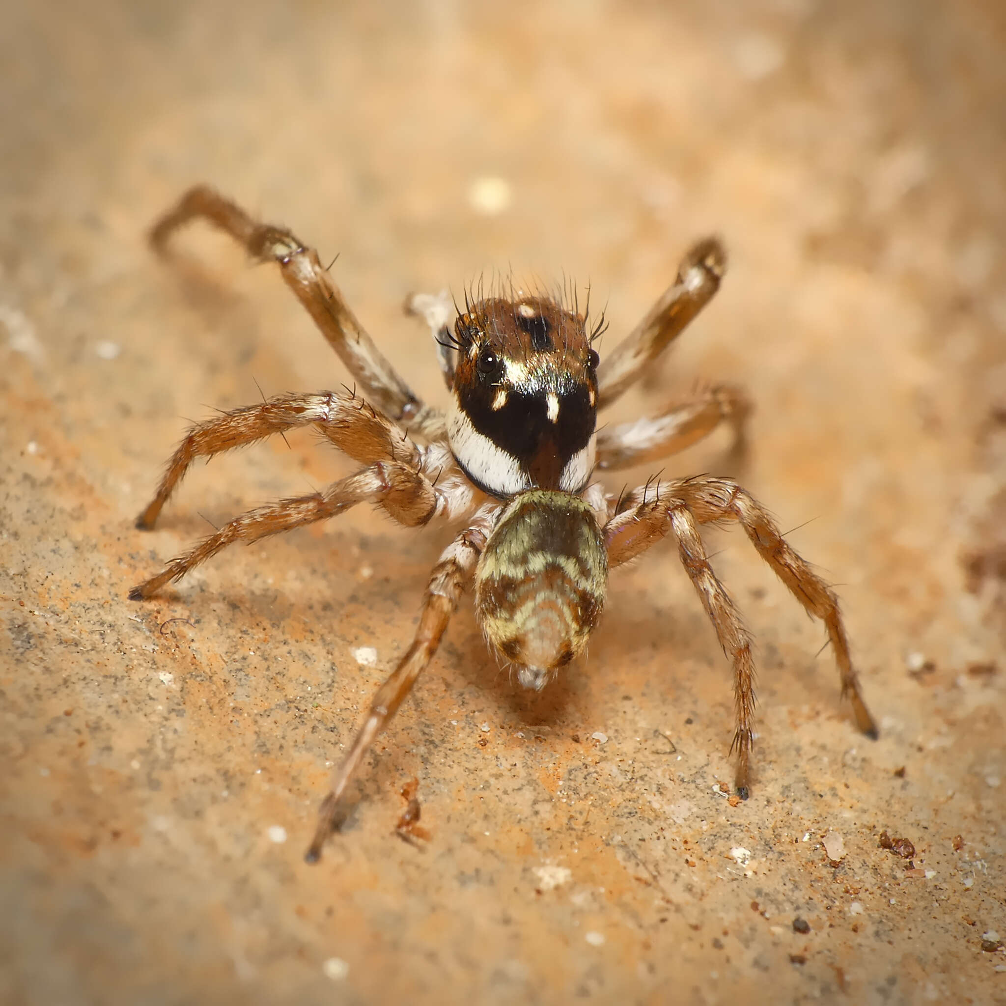 Image of Parajotus refulgens Wesolowska 2000