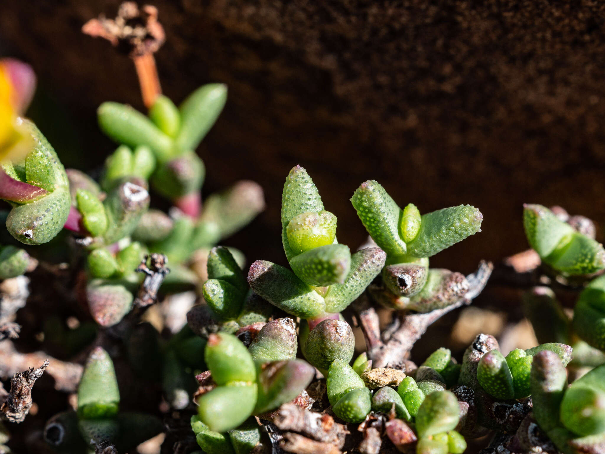 Image of Chasmatophyllum stanleyi (L. Bol.) Hartmann