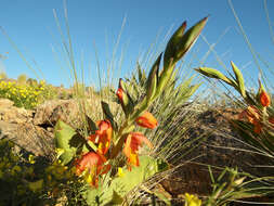 Image of Gladiolus equitans Thunb.