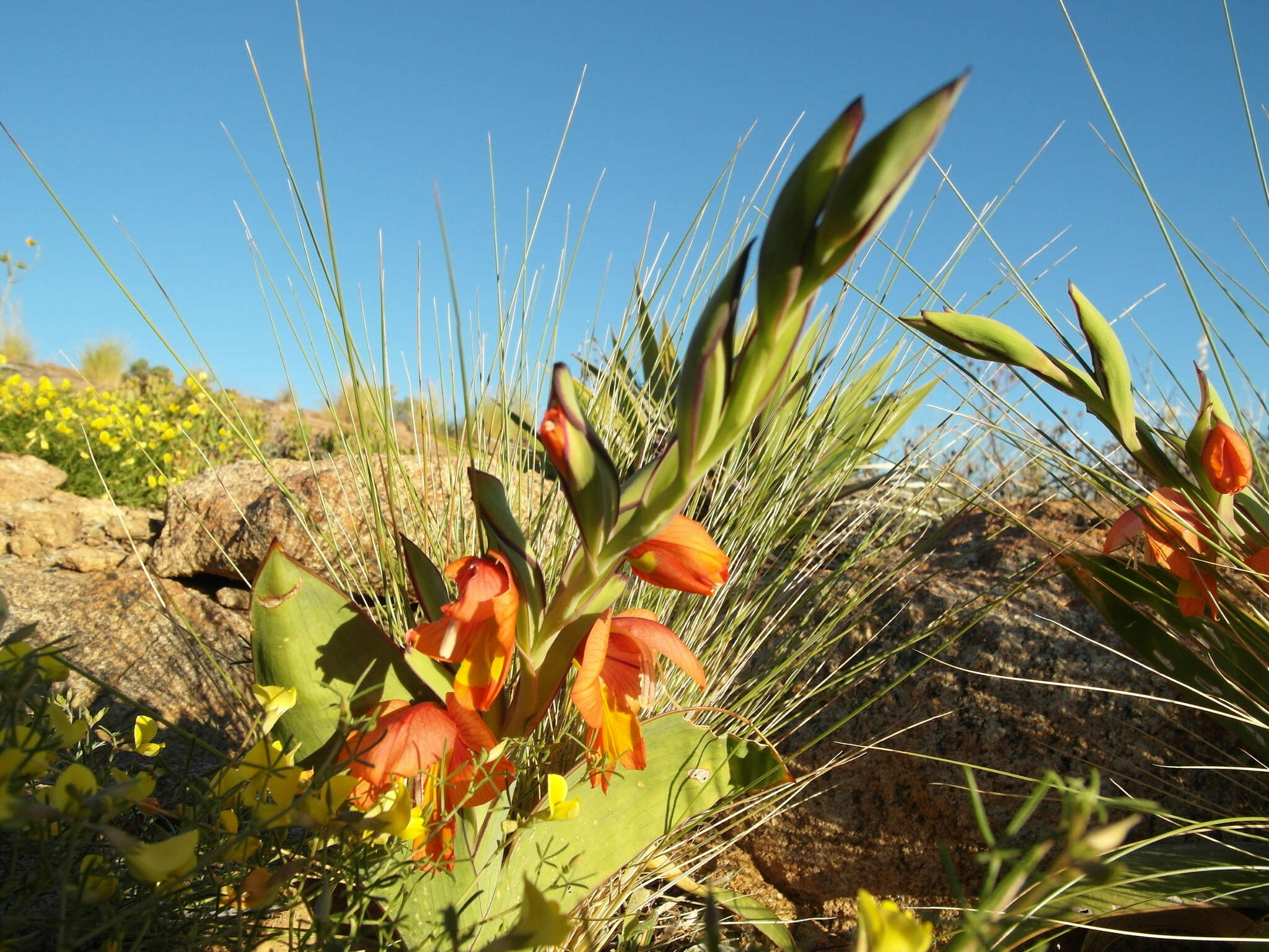 Image of Gladiolus equitans Thunb.