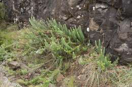 Image of Senecio haygarthii M. R. F. Taylor ex Hilliard