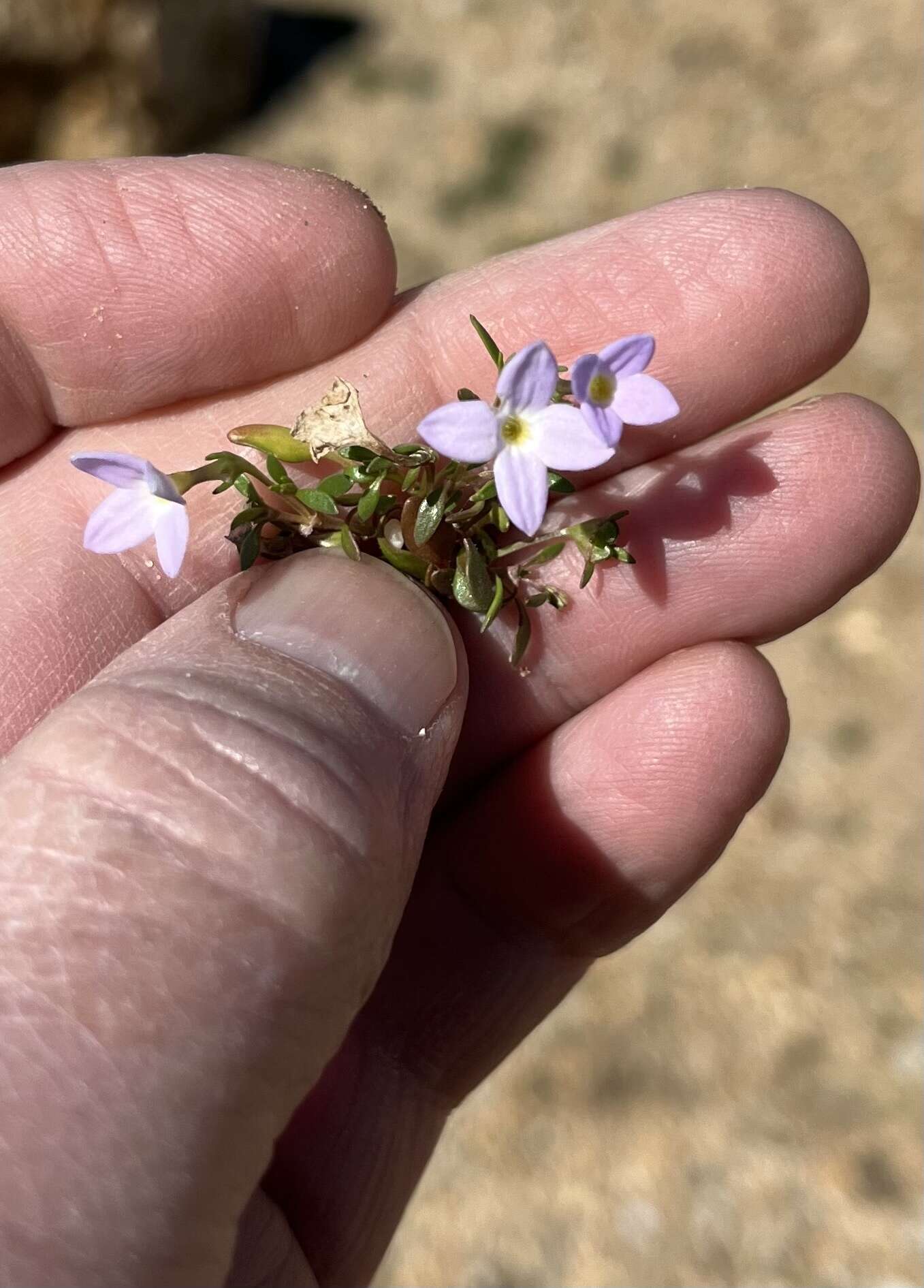 Image of rose bluet