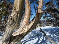 Image of Eucalyptus pauciflora subsp. niphophila (Maiden & Blakely) L. A. S. Johnson & Blaxell