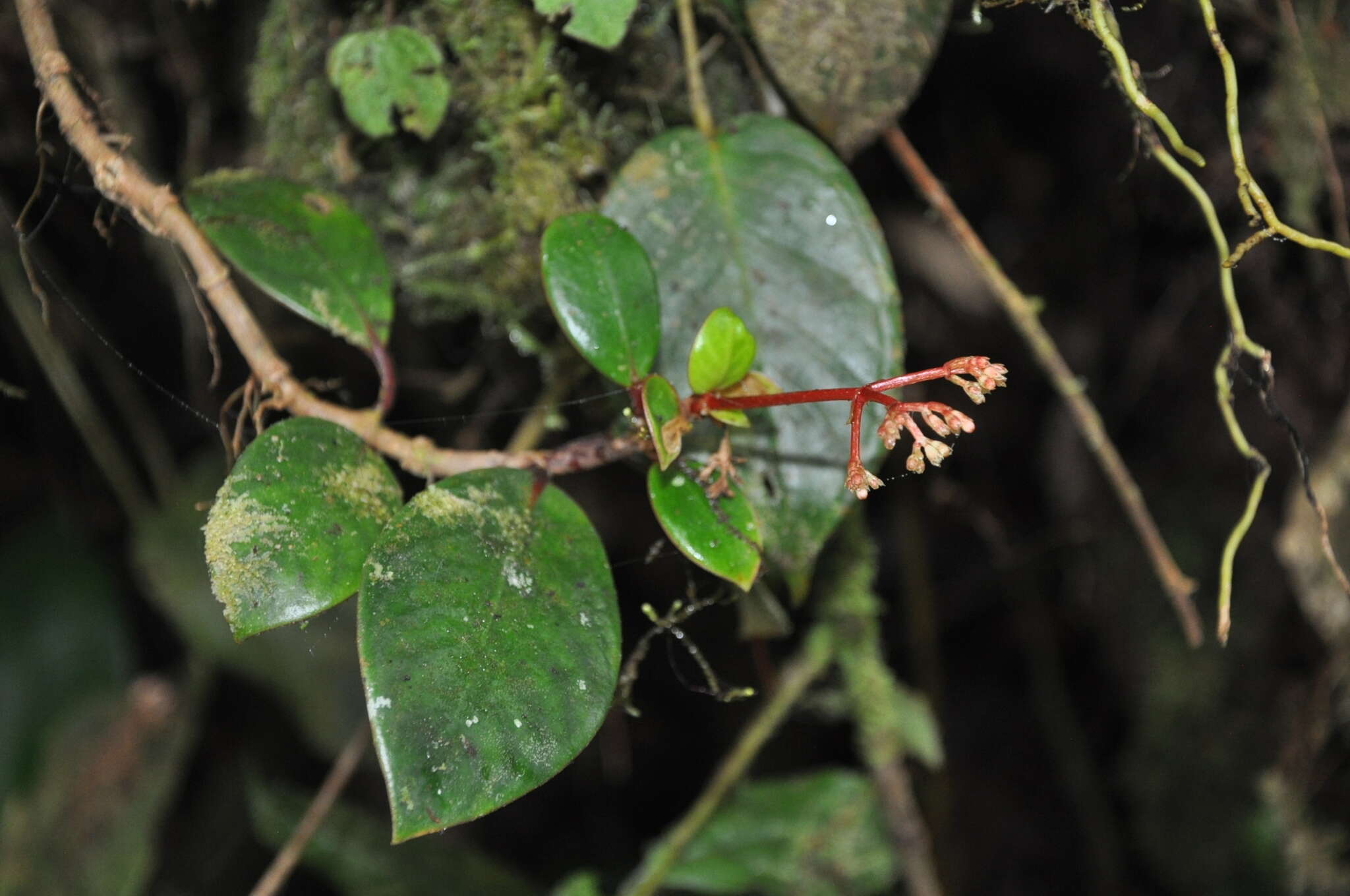 Image of Notopleura sallydavidsoniae