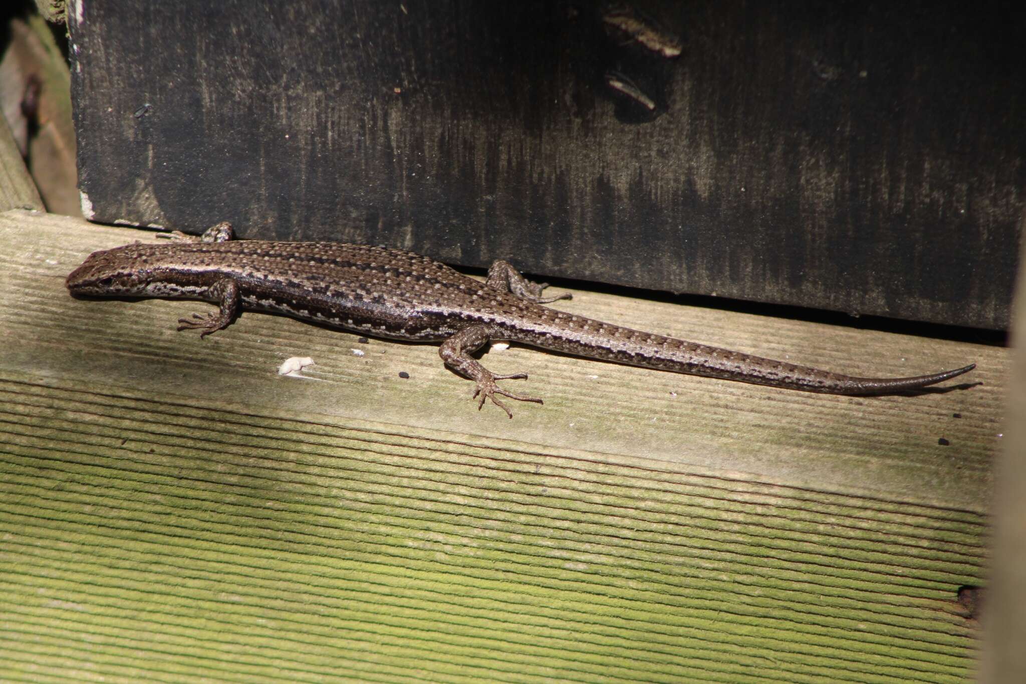 Image of Tasmanian Tree Skink