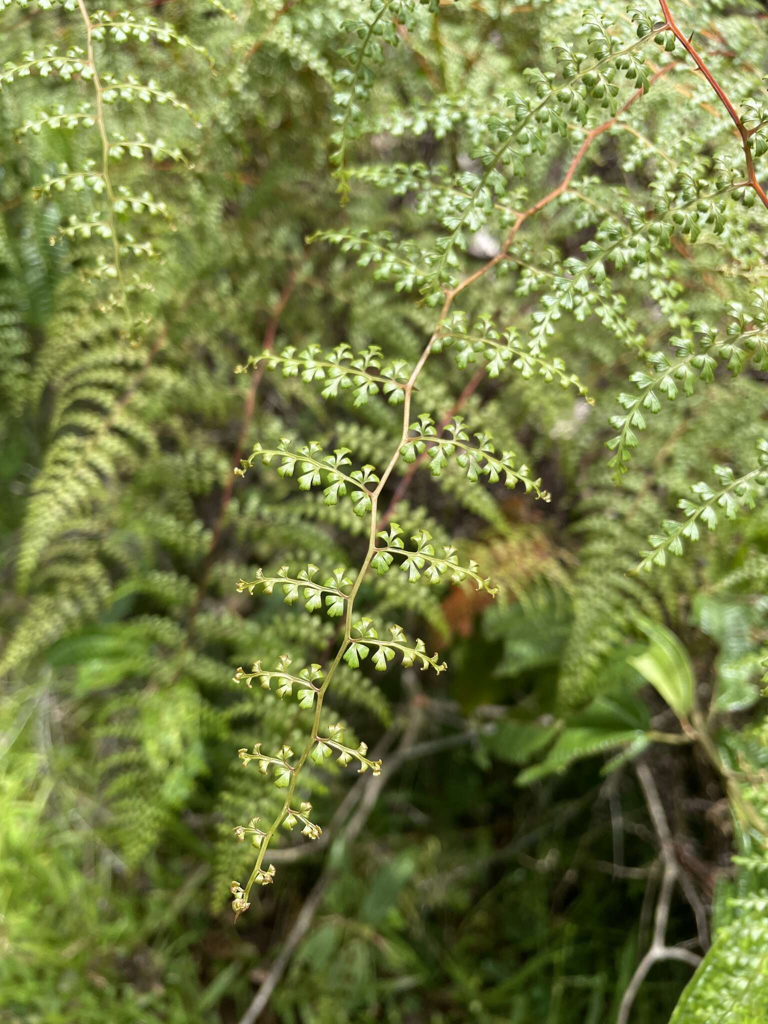 Image of thicket creepingfern