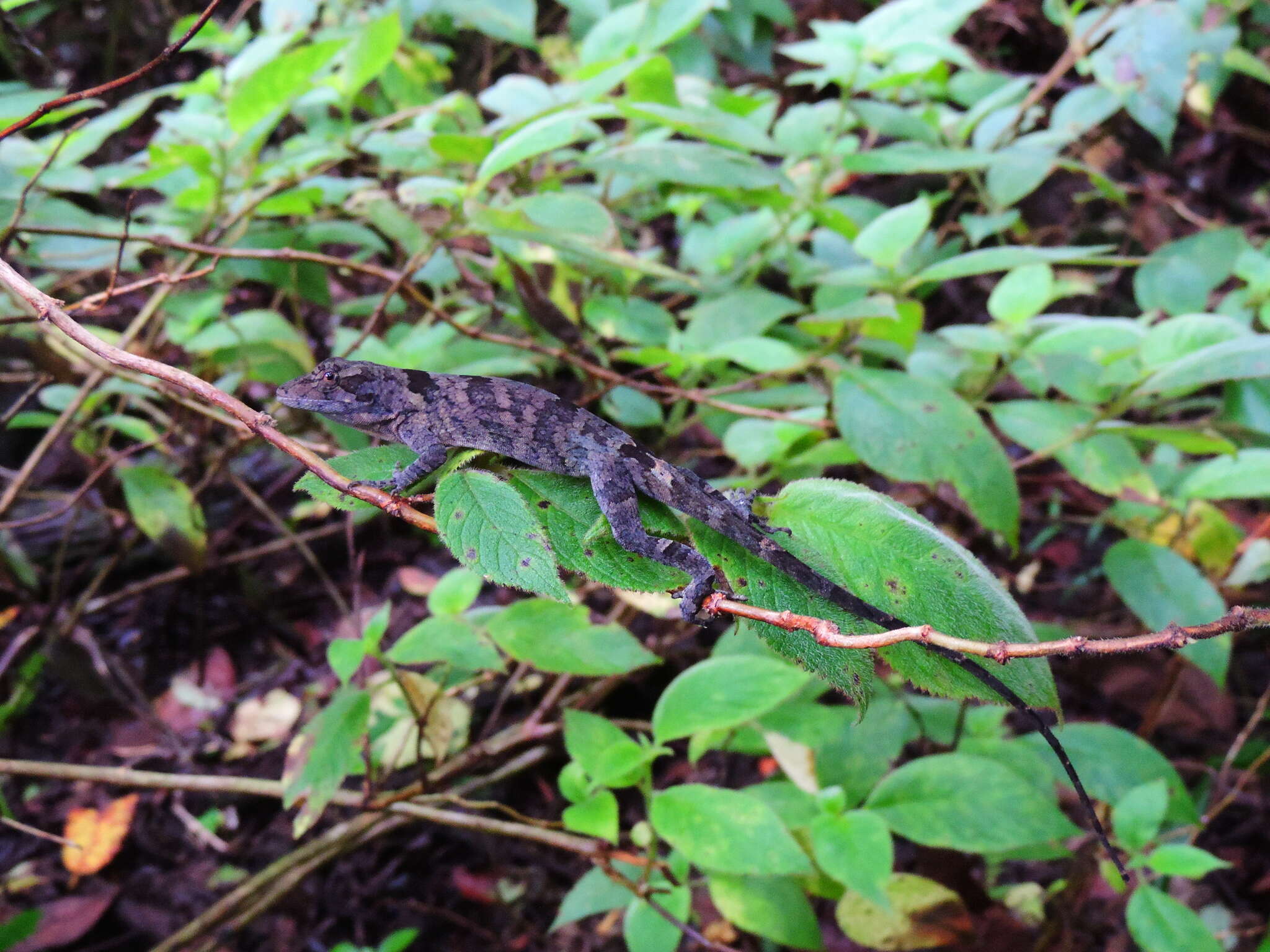 Image of Peters' anole