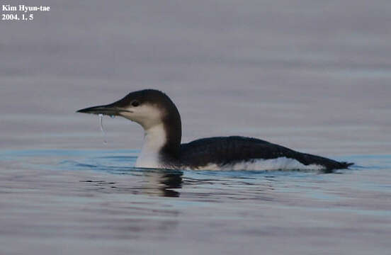 Image of Arctic Loon