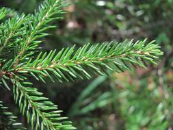 Image of Caucasian Spruce