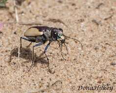 Image of Cicindela (Cicindela) formosa gibsoni Brown 1940