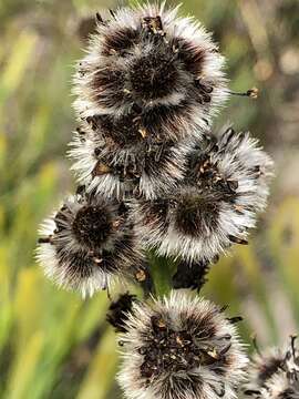 Image of Stirlingia latifolia (R. Br.) Steudel